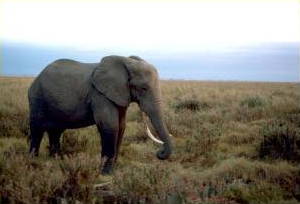 African elephant in Tanzania, Africa.