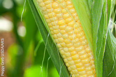 Sweetcorn on the cob by Peggy Greb, USDA/RS