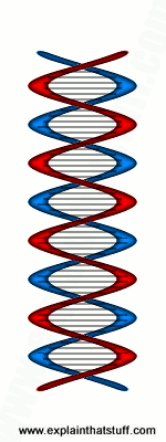 The double-helix structure of DNA