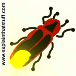 Artwork of a firefly with its abdomen lit up.