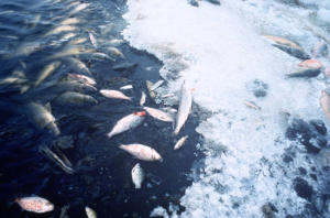 Lots of dead fish floating in a lake