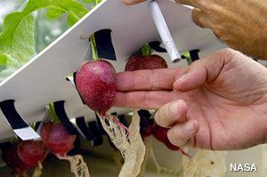 Laboratory experiment to develop hydroponic food